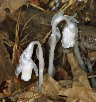 13944 Indian Pipe