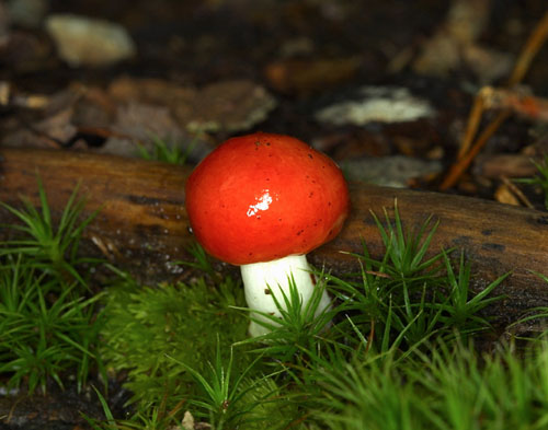 13199 Russula