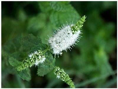 Flowering Mint