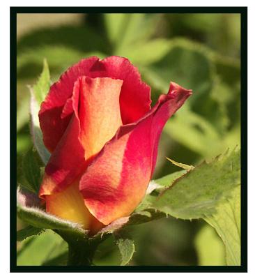 Rosebud