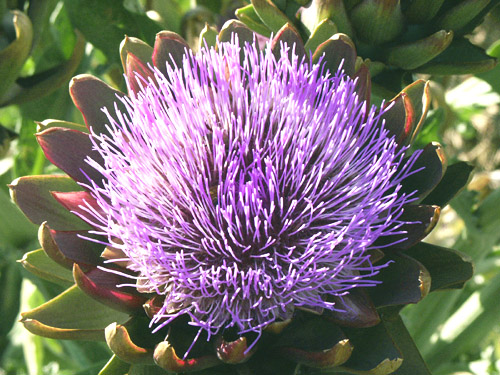 Artichoke Flower