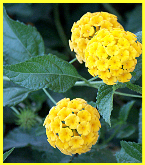 Yellow Lantana