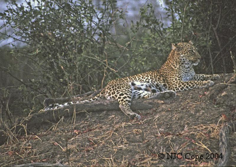 leopard-201.jpg