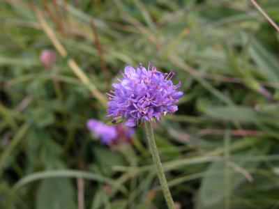 u34/bundubasher/medium/41246867.Devilsbitscabious1.jpg