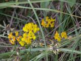 Hippocrepis comosa 2