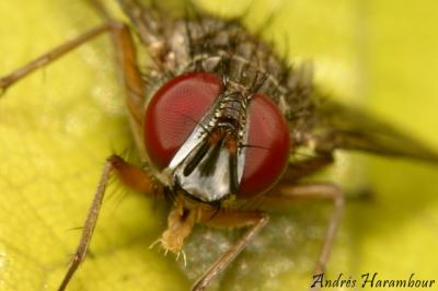 Mosca Ojos Rojos Crop