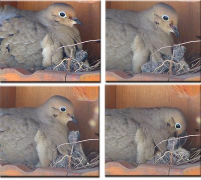 Dove Feeding Collage