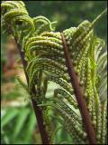 Oct Fern Remains