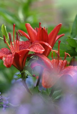 Today's Day Lily