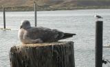 Sea Gulls Snoozing