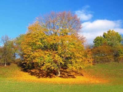 Colors of Autumn (Part 2)