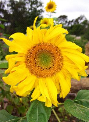 Sunday Sunflowers