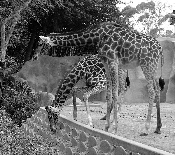 Giraffe Duo<br><br>