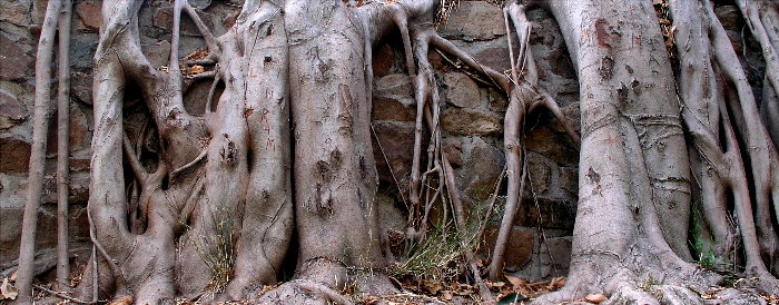 Roots, Rock & Mortar<br><br><br>