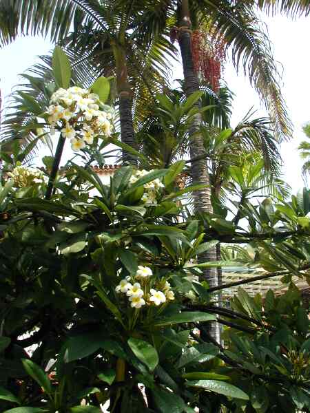 Plumeria  and Royal Palms.jpg