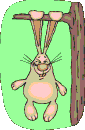 rabbit 22.gif
