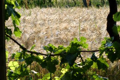 Golden wheat fields