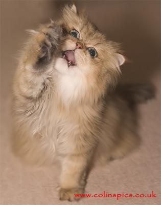 u34/canon_300d/medium/41305034.wildcat.jpg
