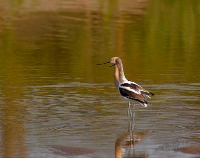 Secluded Avocet Pair