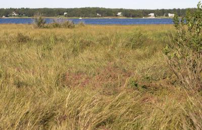 u34/capecodfish/medium/34801715.slt_stewartsisland_056.jpg