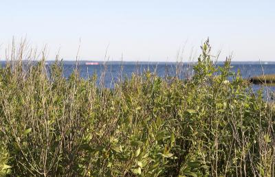 slt_stewartsisland_062.jpg