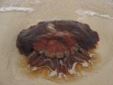 Stranded Jelly fish