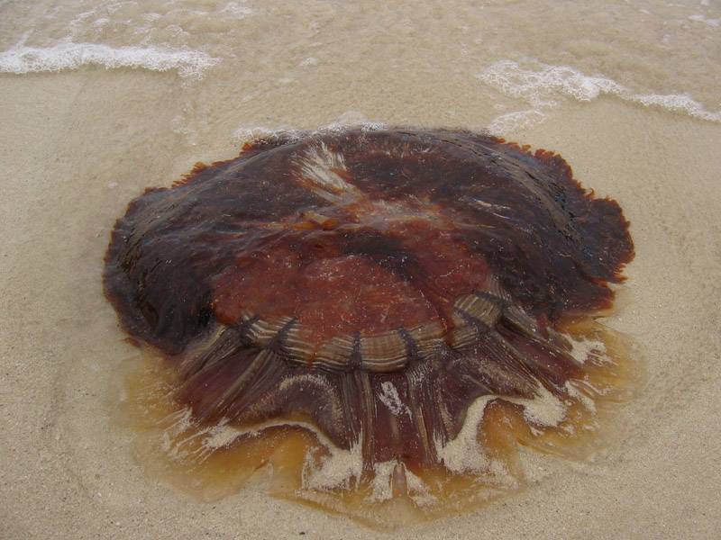 Stranded Jelly fish