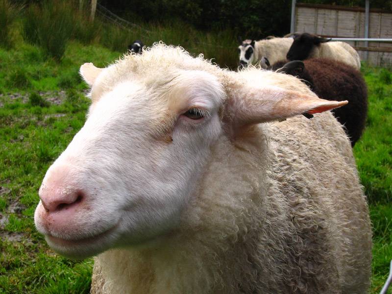 Sheeps Head