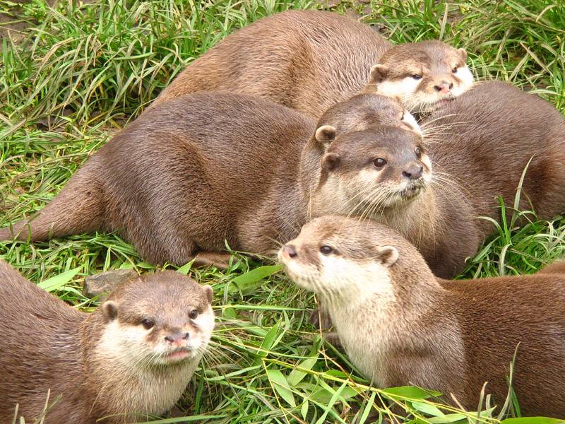 Otters