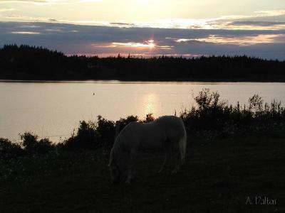 Evening Grazing ~ PEI