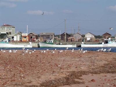 Boats At Brackley - Prince Edward Island