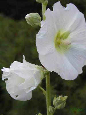 Hollyhock