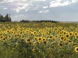 A Sunflower Day in Merigomish ~ Nova Scotia