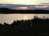 Evening Grazing ~ PEI