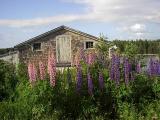 Lupins ~ Nova Scotia