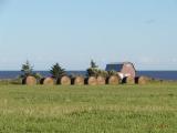 Prince Edward Island Scene - Roll Hay