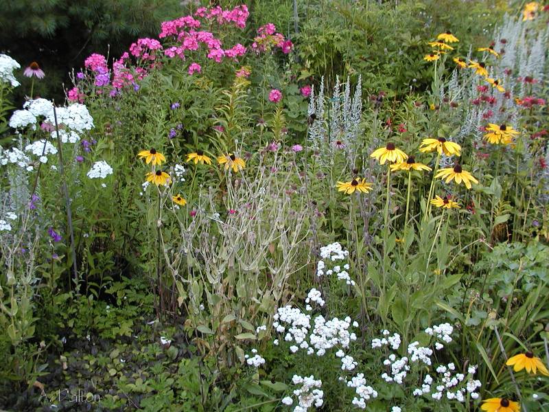 Als Garden - Pembroke