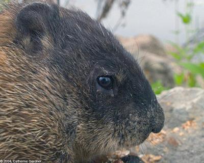 Charlie (Park Groundhog Killed by City)