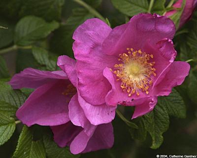 u34/catherinegardner/medium/31153897.PurpleFlower1.jpg