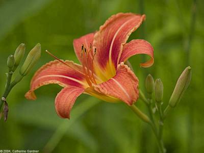 Lilly