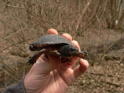 Spotted Turtle - Clemmys guttata