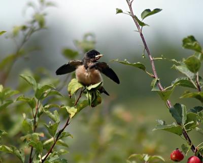 Barn Swallow juvenile