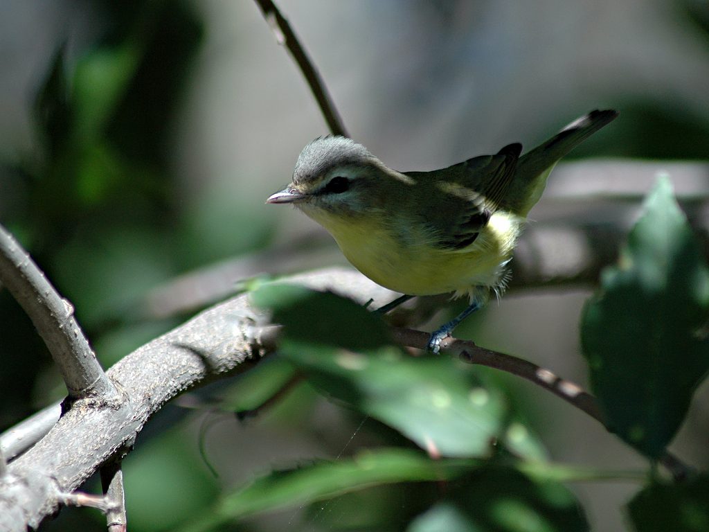 Philadelphia Vireo