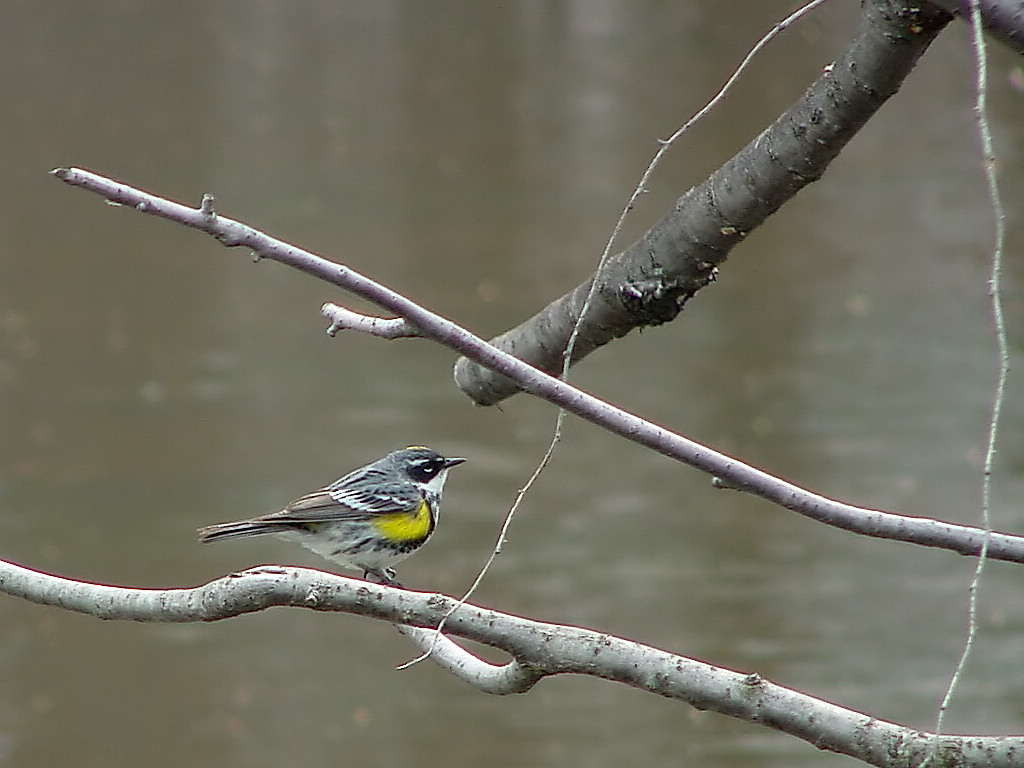 Yellow-rumped Warbler