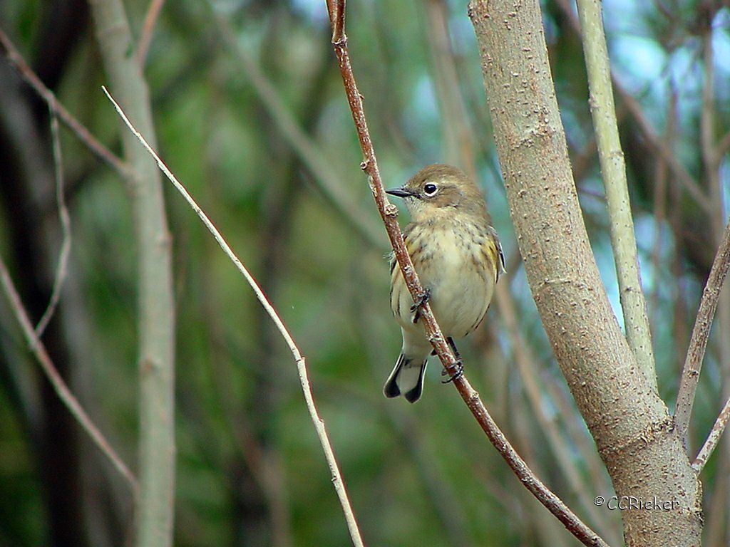 Yellow-Rumped Warbler
