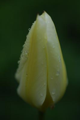 Tulip Rain