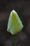 Tulip Rain 4