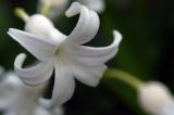 White Flower 9