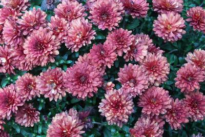 Pink Chrysanthemums