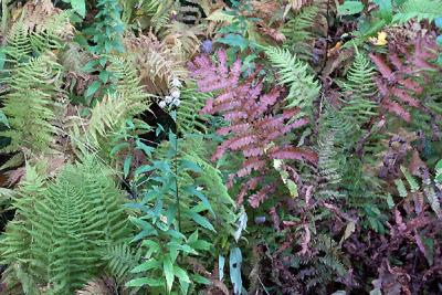 Ferns